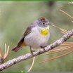 Virginia's Warbler